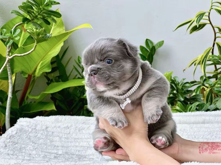 เฟรนบลูด็อก ฟัฟฟี่ขนยาว ไลแลคแทน หญิง รูปที่ 8
