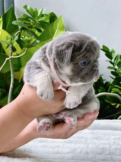 เฟรนบลูด็อก ฟัฟฟี่ขนยาว ไลแลคแทน ชาย รูปที่ 14