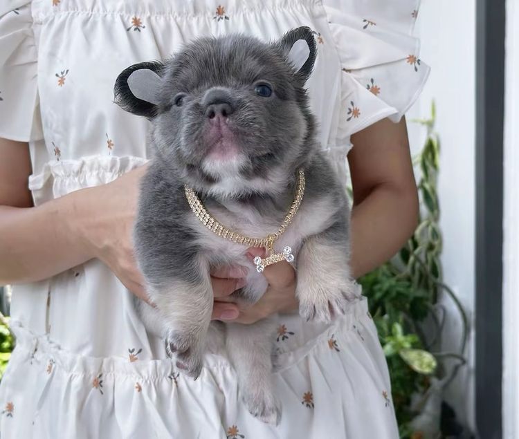 เฟรนช์ บูลด็อก (French Bulldog) เล็ก เฟรนบลูด็อกฟัฟฟี่ขนยาว ไลแลคแทน