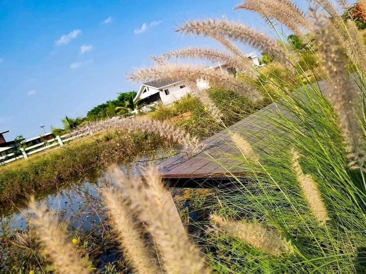 ใช่ ขายที่ดินวิวภูเขา 1 ไร่ บรรยากาศดีล้อมรั้วแล้ว รูปที่ 4