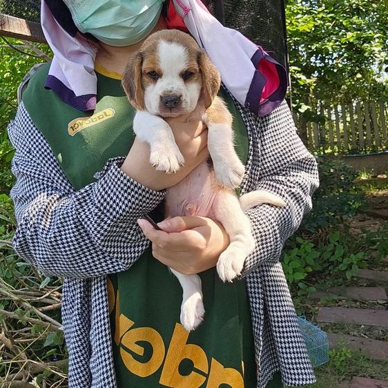 บีเกิล (Beagle) เล็ก ลูกสุนัขบีเกิ้ลผู้ แท้ สายเลือดดี