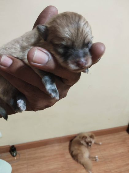 น้องหมาปอมเพิ่มเติมโทรสอบถามหรือแอดไลน์ได้ที่0947390015 รูปที่ 3