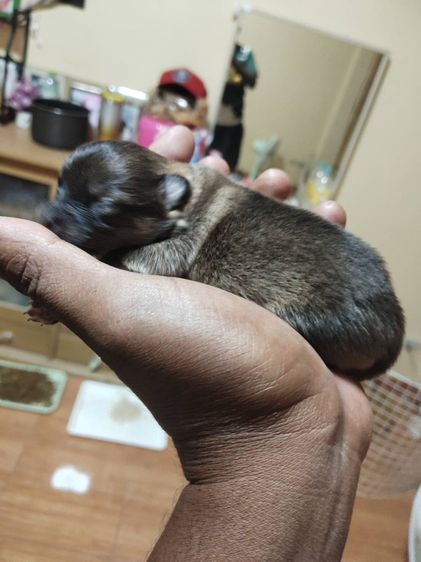 น้องหมาปอมเพิ่มเติมโทรสอบถามหรือแอดไลน์ได้ที่0947390015 รูปที่ 2