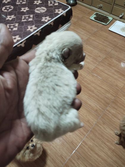 น้องหมาปอมเพิ่มเติมโทรสอบถามหรือแอดไลน์ได้ที่0947390015 รูปที่ 4