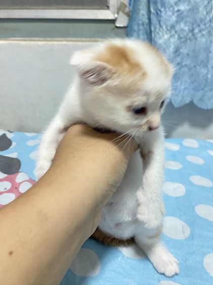 น้องแมวสก๊อตติส 1 เดือนกำลังน่ารัก นนทบุรี ไปส่งได้ถ้าไม่ไกลมาก คนละ 3000 บาทค่ะ มี 3 คน ครีม ช. ขาวครีม 2 คน ช.ทั้ง 2 รูปที่ 7
