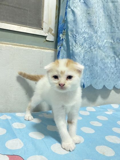 น้องแมวสก๊อตติส 1 เดือนกำลังน่ารัก นนทบุรี ไปส่งได้ถ้าไม่ไกลมาก คนละ 3000 บาทค่ะ มี 3 คน ครีม ช. ขาวครีม 2 คน ช.ทั้ง 2 รูปที่ 4