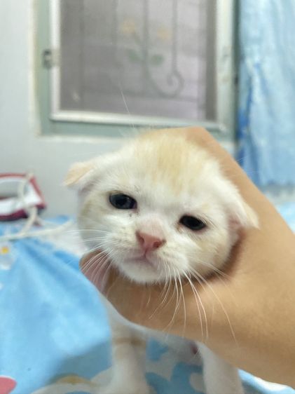 น้องแมวสก๊อตติส 1 เดือนกำลังน่ารัก นนทบุรี ไปส่งได้ถ้าไม่ไกลมาก คนละ 3000 บาทค่ะ มี 3 คน ครีม ช. ขาวครีม 2 คน ช.ทั้ง 2