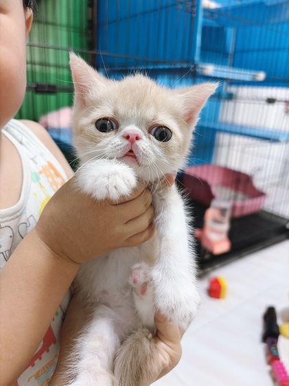 เอ็กโซติก ชอร์ตแฮร์ (Exotic Shorthair) exotic sh ดช.