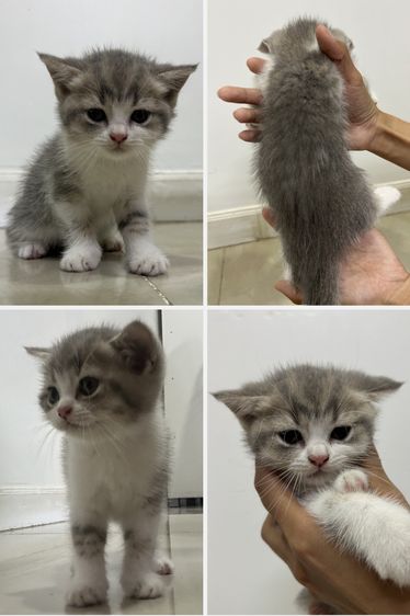หาบ้านให้น้องแมวสกอตติชโฟลด์ดญ.3ตัว รูปที่ 2