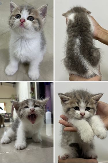 สก็อตติช โฟลด์ (Scottish Fold) หาบ้านให้น้องแมวสกอตติชโฟลด์ดญ.3ตัว