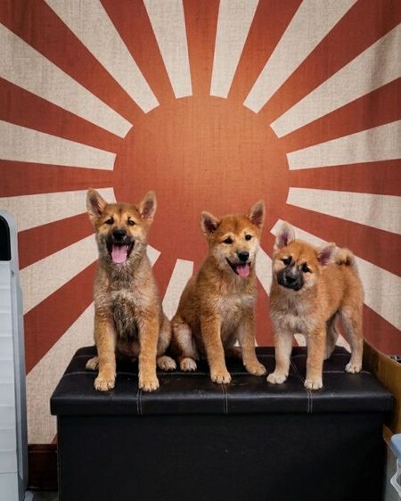 ชิบะ (Shiba Inu) กลาง ชิบะอินุ น่ารัก