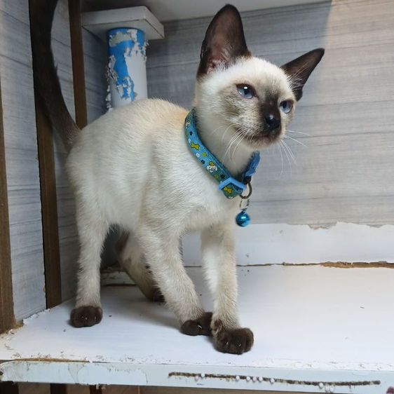 วิเชียรมาศ (Siamese Cat) ติดจอง💢แมววิเชียรมาศ เพศเมีย หางลิงยาวสวย คะวัคซีนแล้ว1เข็มก่อนย้ายตรวจหัดแมวฟรีรับประกันเอดส์แมวกับรูคีเมียคะ