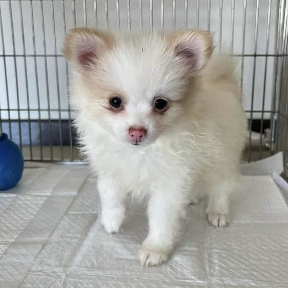 ปอมเมอเรเนียน (Pomeranian) เล็ก น้องปอมทีคัพ อายุ 2 เดือนเศษ ทำวัคซีนแล้ว เพศผู้กับเพศเมีย น่ารกวัยกำลังซน