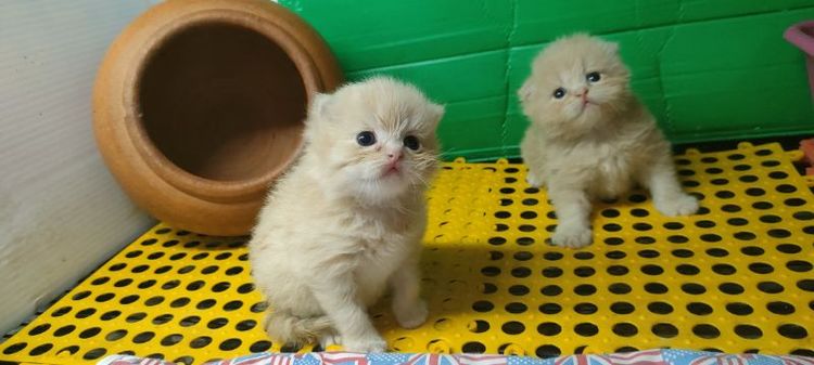 สก็อตติช โฟลด์ (Scottish Fold) แมว