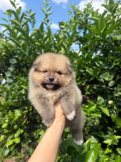 ปอมเมอเรเนียน (Pomeranian) เล็ก ปอมหน้าหมีสีขาวไซส์จิ๋ว