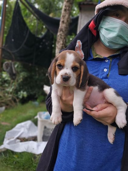 บีเกิล (Beagle) เล็ก ลูกสุนัขบีเกิ้ลเมีย แท้ สายเลือดดี