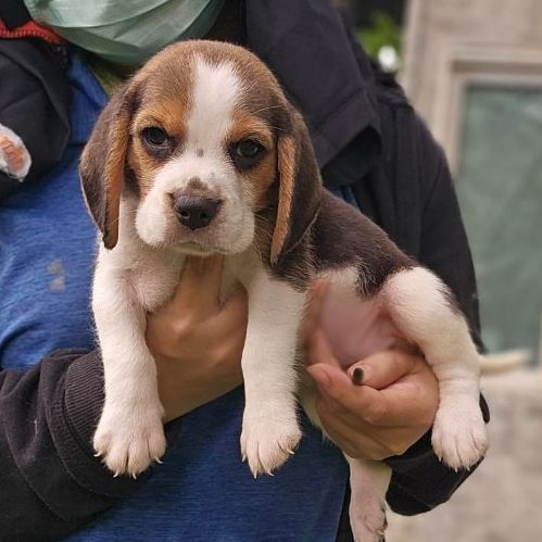 บีเกิล (Beagle) เล็ก ลูกสุนัขบีเกิ้ลเมีย แท้ สายเลือดดี