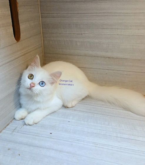 เปอร์เซีย (Persian) แมวเปอร์เซีย ขาวตาสองสี เพศผู้ อายุ3เดือนคะวัคซีนแล้ว1เข็มก่อนย้ายตรวจหัดแมวฟรีรับประกันเอดส์แมวกับรูคีเมียคะ