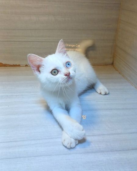 สก็อตติช โฟลด์ (Scottish Fold) แมวสก้อตติช ขาวตาสองสี เพศผู้ อายุ2เดือนต้นๆคะวัคซีนแล้ว1เข็มก่อนย้ายตรวจหัดแมวฟรีรับประกันเอดส์แมวกับรูคีเมียคะ