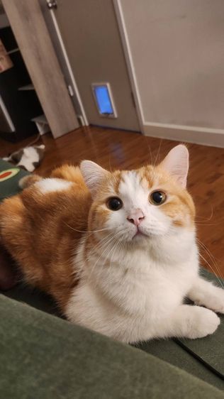 สก็อตติช โฟลด์ (Scottish Fold) แมวสกอตติซ