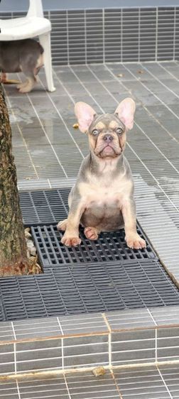 เฟรนช์ บูลด็อก (French Bulldog) กลาง บ้านเฟรนช์บูลด็อกอุดรธานี