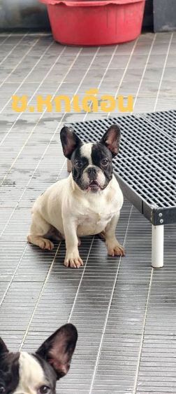 เฟรนช์ บูลด็อก (French Bulldog) กลาง บ้านเฟรนช์บูลด็อกอุดรธานี