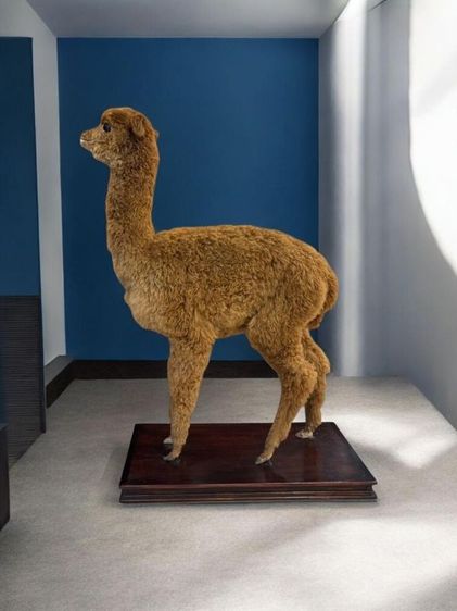 🦙ตุ๊กตาSตัฟฟ์ อัลปาก้า💯