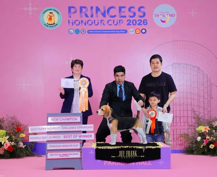 พ่อพันธุ์บีเกิ้ล ไทยแชมป์ พ่อแม่แชมป์ รับผสม รูปที่ 3