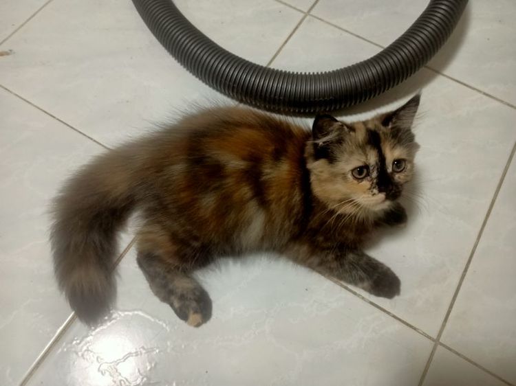 แมวเปอร์เซียลดราคาด่วน รูปที่ 15