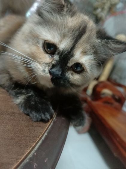เปอร์เซีย (Persian) แมวเปอร์เซียลดราคาด่วน