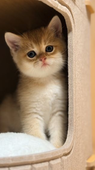 บริติช ชอร์ตแฮร์ (British Shorthair) บริติชชอร์ทแฮร์ (British shorthair)
