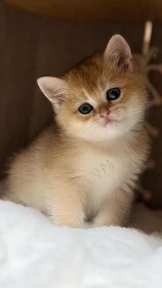 บริติช ชอร์ตแฮร์ (British Shorthair) British Shorthair