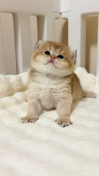 บริติช ชอร์ตแฮร์ (British Shorthair) British Shorthair Kitten