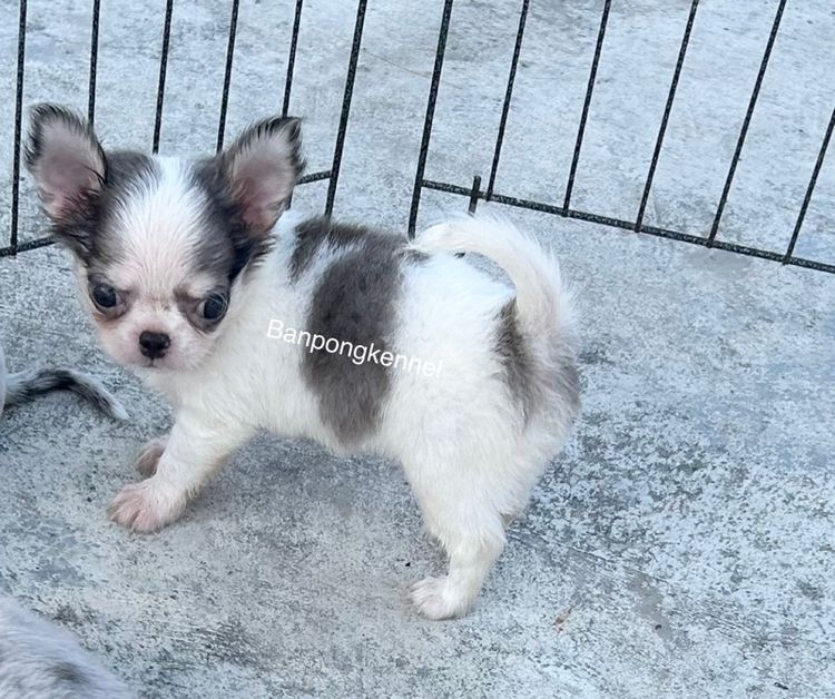 ชิวาวา (Chihuahua) เล็ก ชิวาวาขนยาวแฟนซีเมิร์ลผุ้