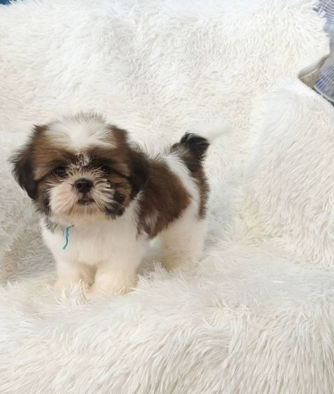 ชิสุ (Shih Tzu) เล็ก ชิสุทอยผุ้2