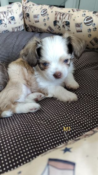 ชิวาวา (Chihuahua) เล็ก ลุกชิวาวาผสมชิสุ