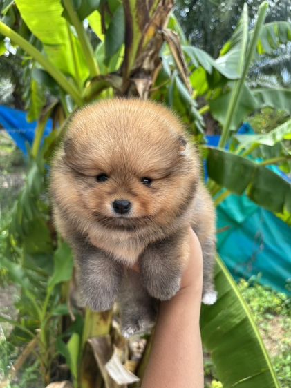 ปอมเมอเรเนียน (Pomeranian) เล็ก ลูกปอมเมอเรเนียนหมีๆ