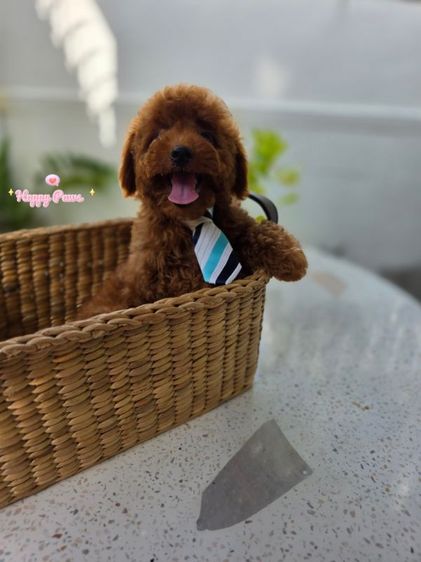 พุดเดิ้ล (Poodle) เล็ก น้องหมาพุดเดิ้ลสีแดงเข้ม