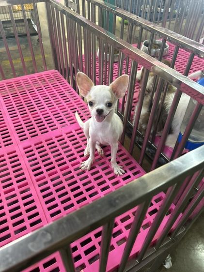 ชิวาวา (Chihuahua) เล็ก ชิวาวาขนสั้นผุ้ อายุ5เดือนวัคซีนครบทีคัพ