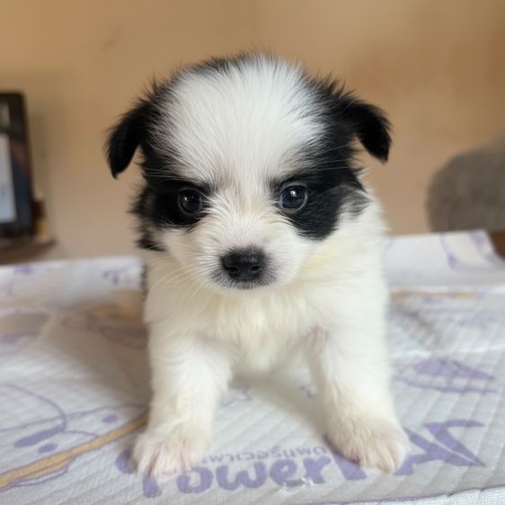 ชิวาวา (Chihuahua) เล็ก ชิวาว่าแท้ เพศผู้ ขนยาว ลายวัว
