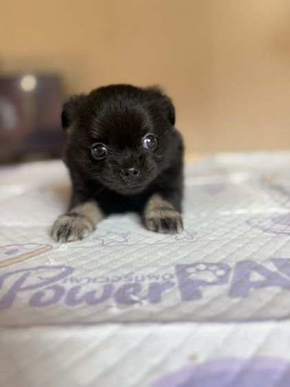 ชิวาวา (Chihuahua) เล็ก ชิวาวาแท้  เพศผู้ ขนยาว สีดำ