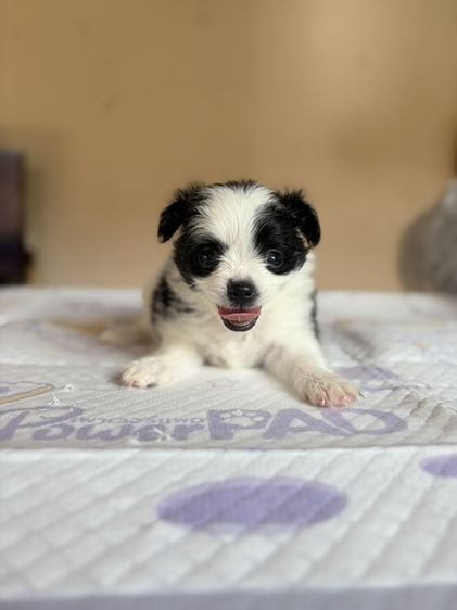 ชิวาวา (Chihuahua) เล็ก ชิวาว่าแท้ เพศผู้  ขนยาว ลายวัว