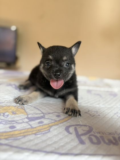 ชิวาวา (Chihuahua) เล็ก ชิวาวาแท้  เพศผู้ขนสั้นสีดำ