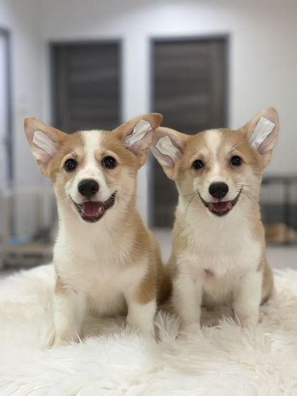 คอร์กี้ (Corgi) กลาง คอร์กี้