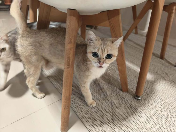 บริติช ชอร์ตแฮร์ (British Shorthair) แมวบริติช