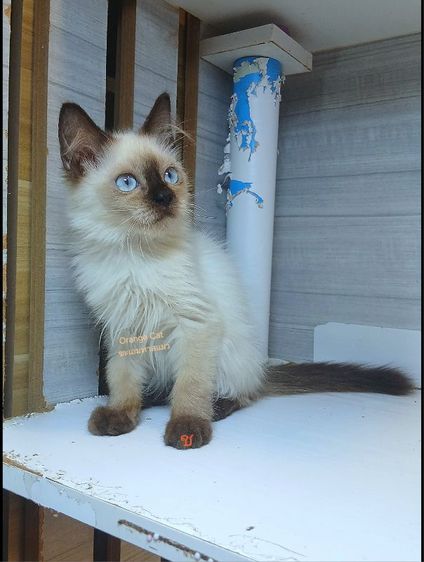 เปอร์เซีย (Persian) แมวหิมาลายัน เพศผู้ อายุ2เดือน คะวัคซีนแล้ว1เข็มก่อนย้ายตรวจหัดแมวฟรีรับประกันเอดส์แมวกับรูคีเมียคะ