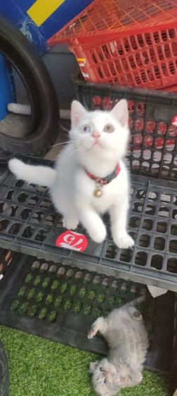 สก็อตติช โฟลด์ (Scottish Fold) แมว