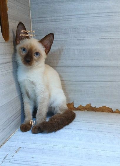 วิเชียรมาศ (Siamese Cat) แมววิเชียรมาศ เพศเมีย วัคซีนแล้วตรวจหัดให้ก่อนย้ายรับประกันเอดส์แมวกับรคีเมียคะ