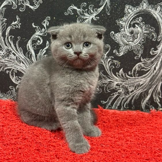 สก็อตติช โฟลด์ (Scottish Fold) ลูกแมว สก็อตติชโฟลด์ สีบลู หูพับ เ