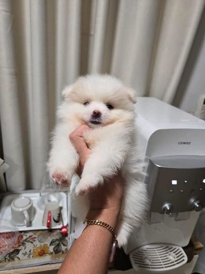ปอมเมอเรเนียน (Pomeranian) เล็ก ปอมปอม